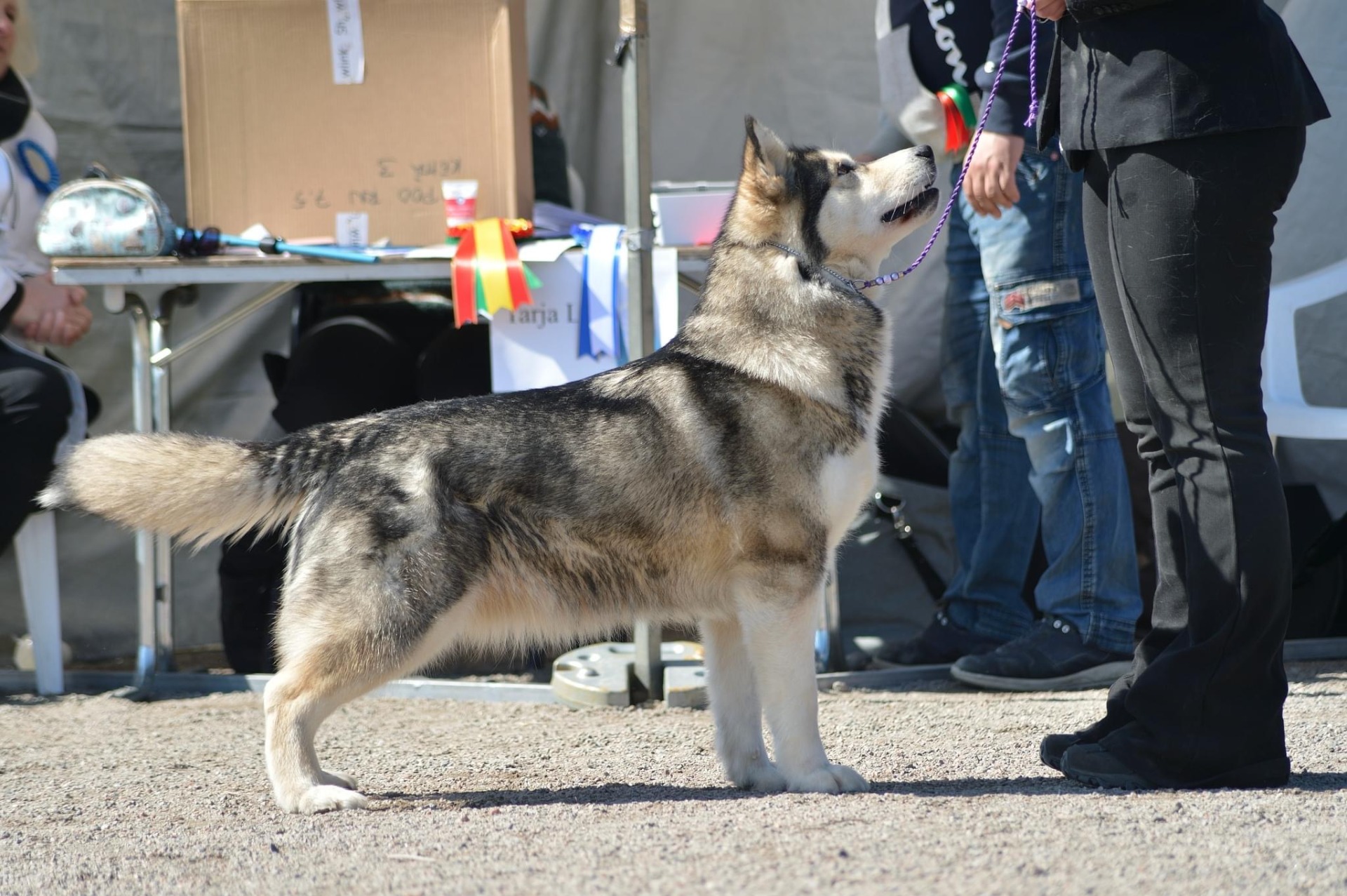 FI MVA EEMVA VEO1 Muutinkarvan Hortensia "Donna"