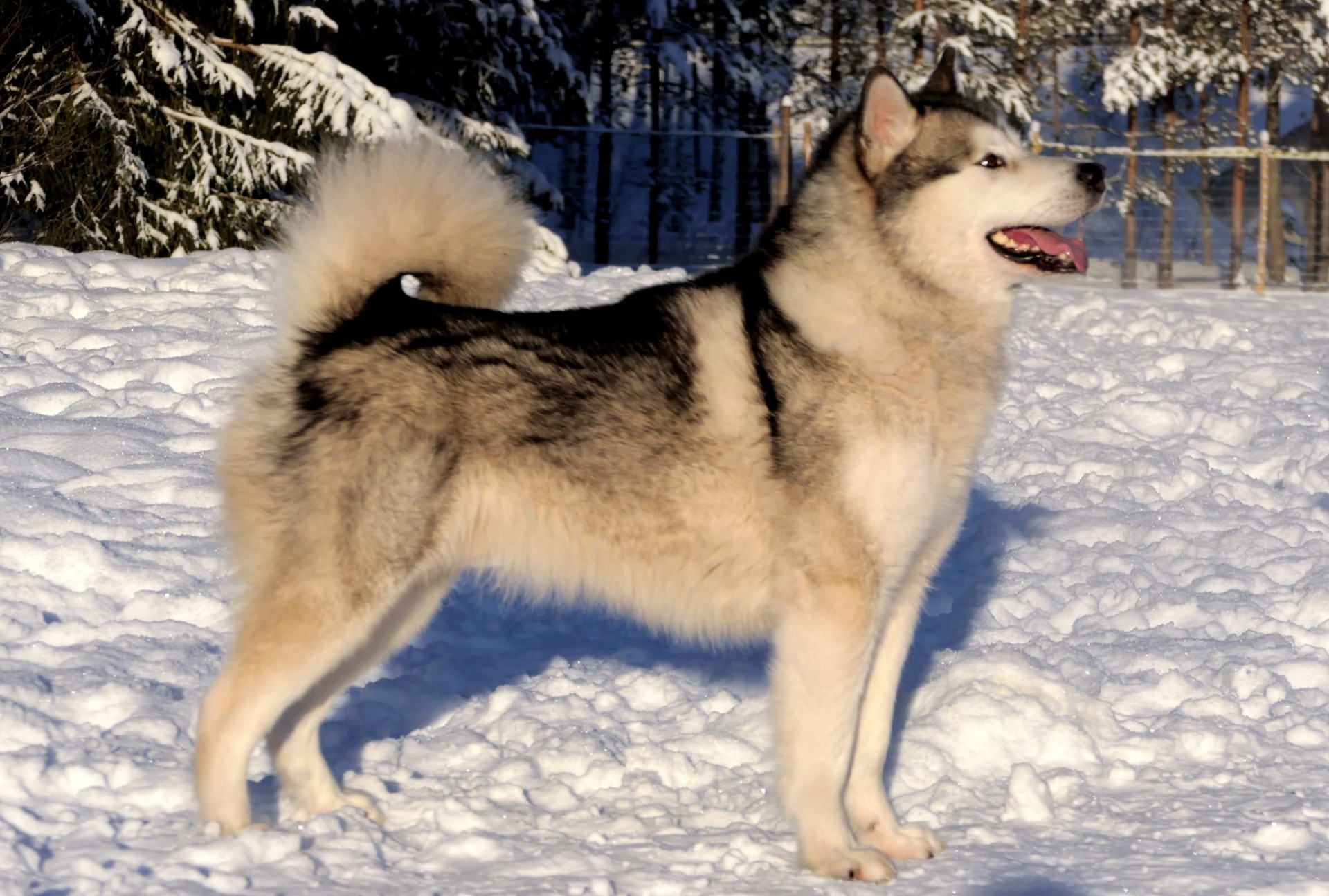 FI MVA Wanuskan You Rase Me Up "Timo"